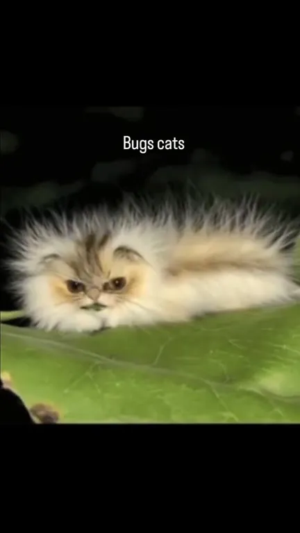 Bugs Cats on Leaves