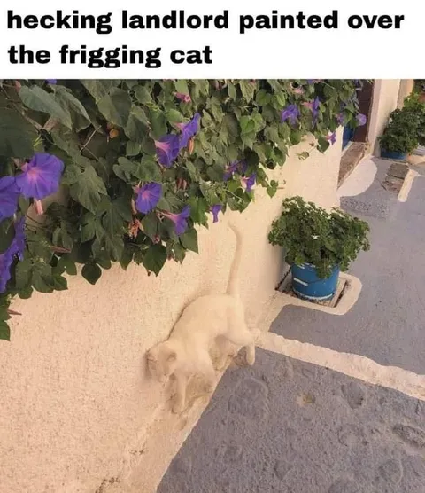 Landlord Painted Over Cat