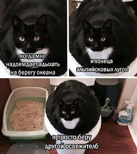 Кот выбирает другой освежитель
