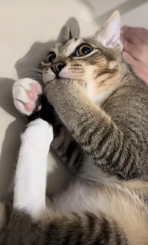 Кот лежит на спине