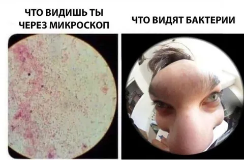 Что видят бактерии под микроскопом