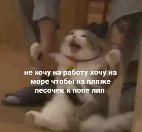 Кот хочет на море