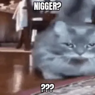 Confused Cat Reaction