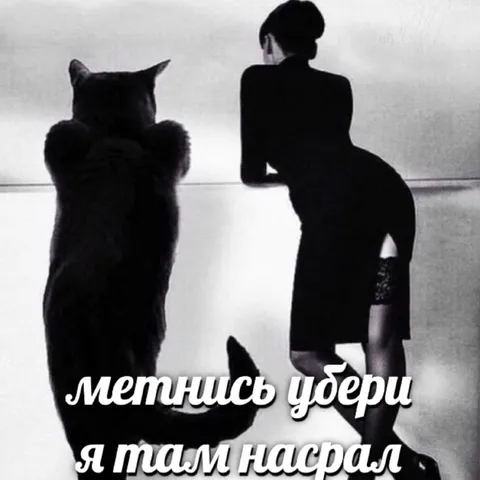 Кот и человек убирают за собой