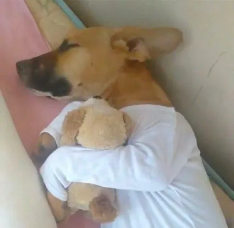 Собака обнимает игрушечного мишку