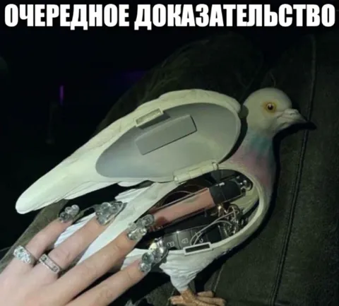 Очередное доказательство голубей-шпионов