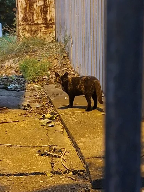 Кошка выглядывает из-за угла