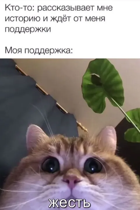 Кот поддерживает словом «жесть»