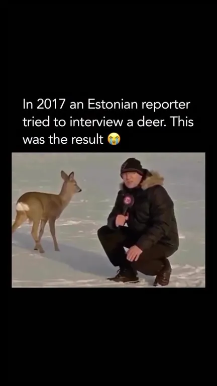 Deer Interview Goes Wrong