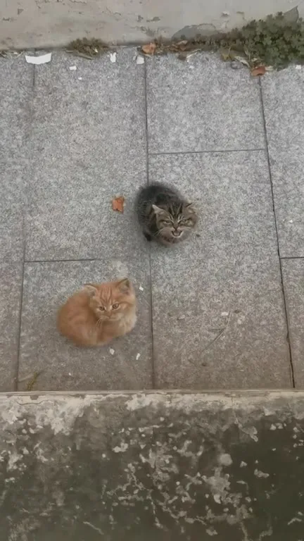 Котёнок громко требует внимания
