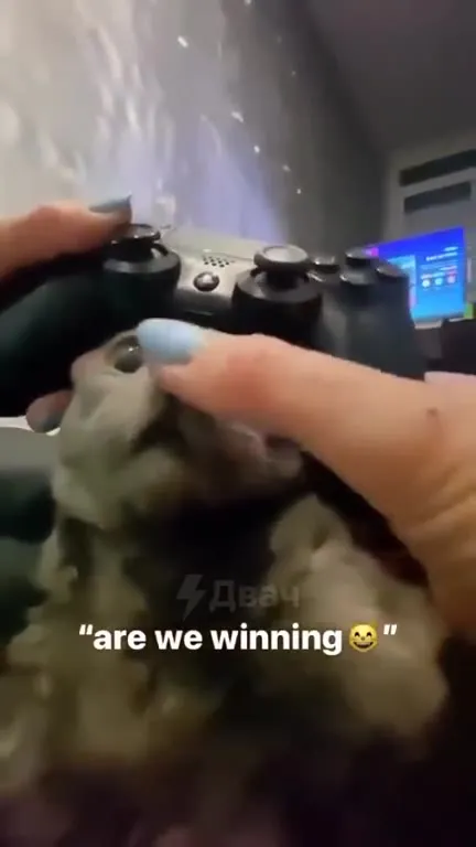 Are We Winning, Cat?