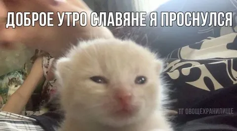 Доброе утро славяне