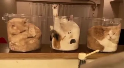 Коты в прозрачных контейнерах