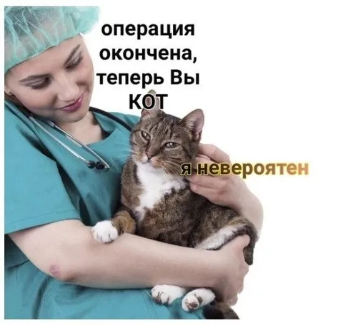 Операция окончена, теперь Вы кот