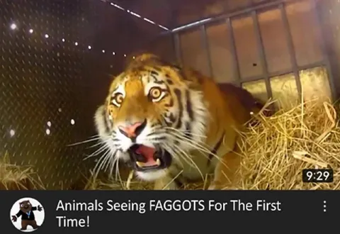 Animals Seeing FAGGOTS For The First Time