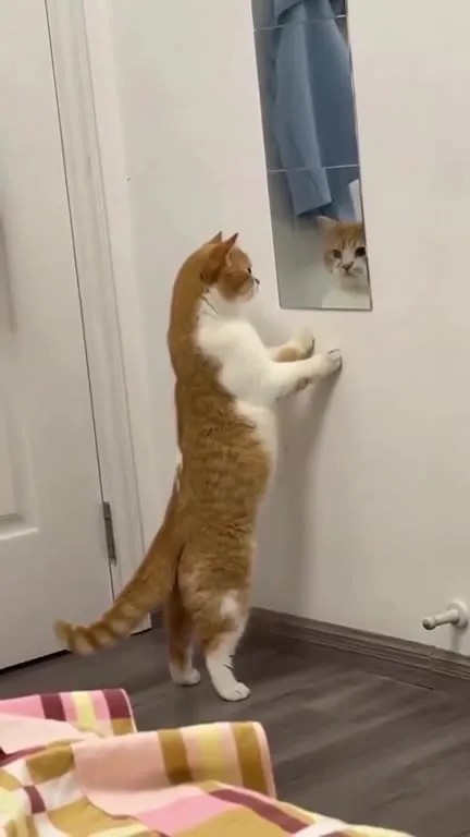 Кот знакомится с отражением