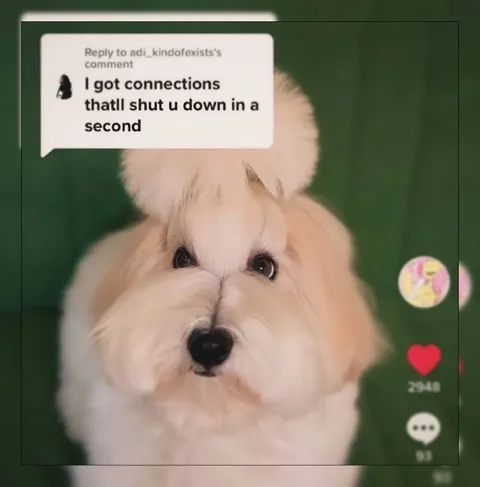 Cute Dog Threatens Connections
