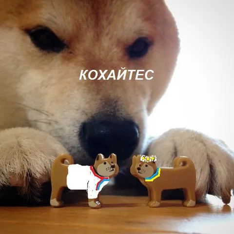 Кохайтесь, іграшкові песики