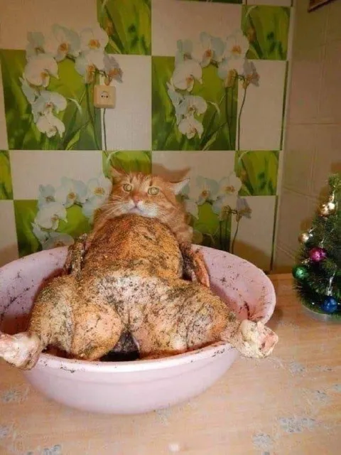 Кот на праздничном столе