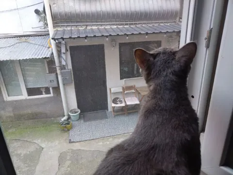 Кот показывает соседского кота