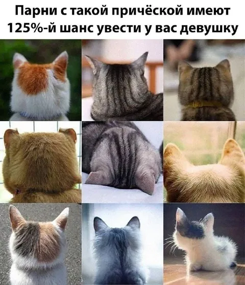 Коты уведут вашу девушку
