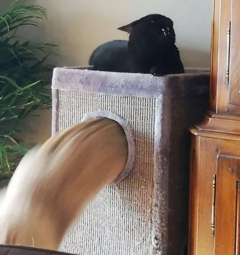 Кот охраняет тоннель
