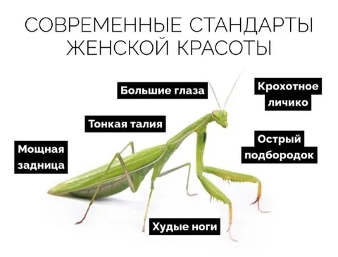 Современные стандарты женской красоты