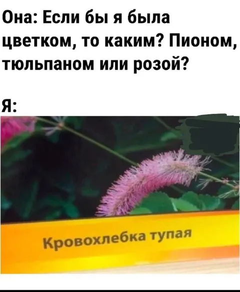Кровохлёбка тупая вместо цветка