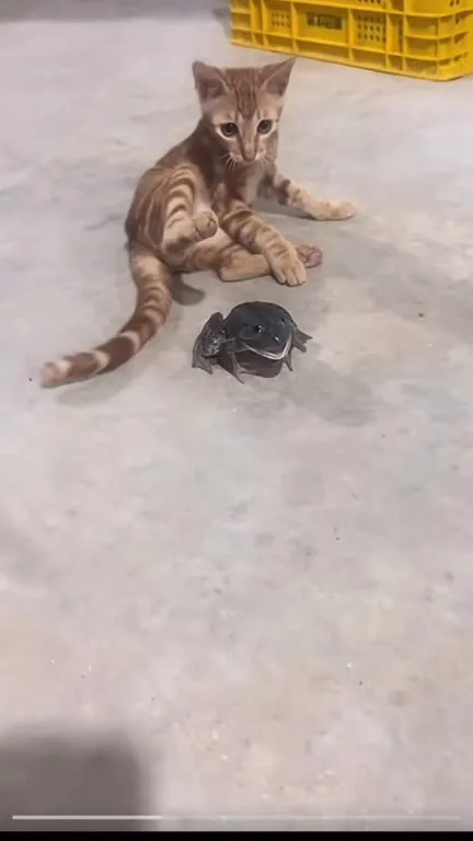 Котёнок и лягушка на полу