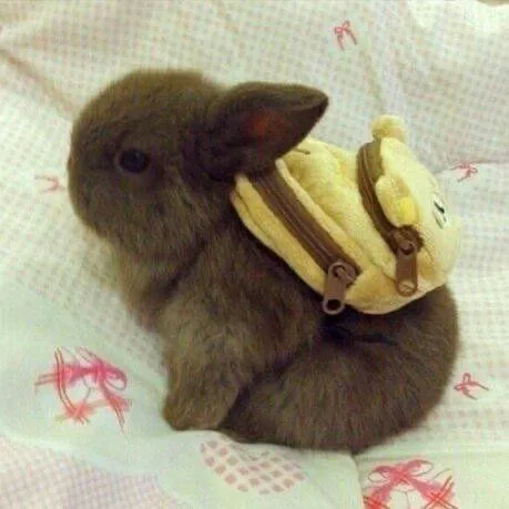 Кролик с жёлтым рюкзаком