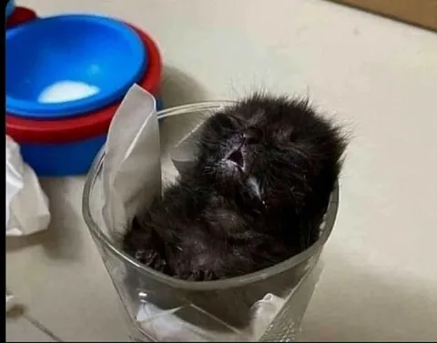Котёнок в стакане спит