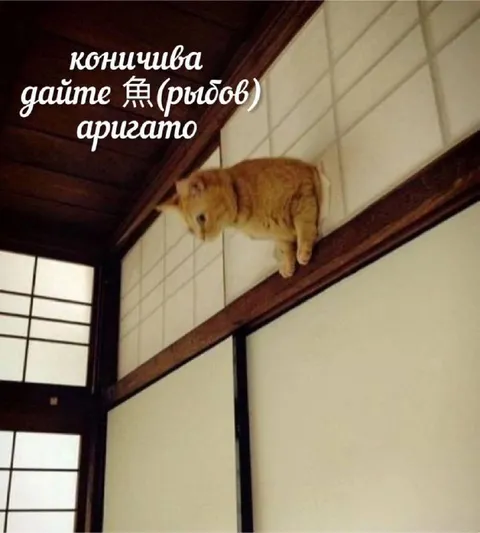 Кот просит рыбов по-японски