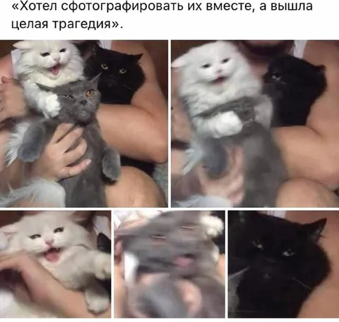 Фотография котов обернулась трагедией