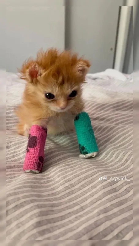Котёнок с разноцветными гипсами
