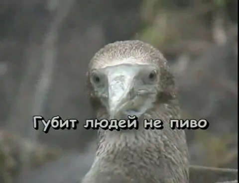 Губит людей не пиво