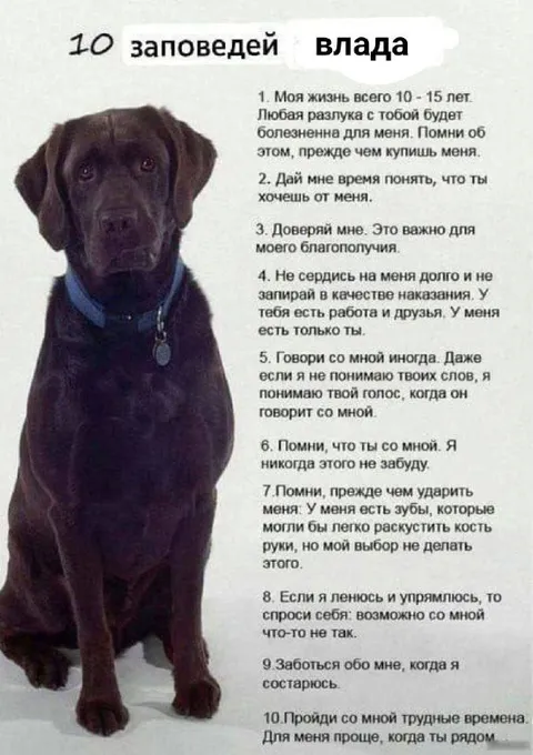 10 заповедей владельца собаки