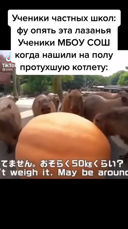 Когда нашли протухшую котлету