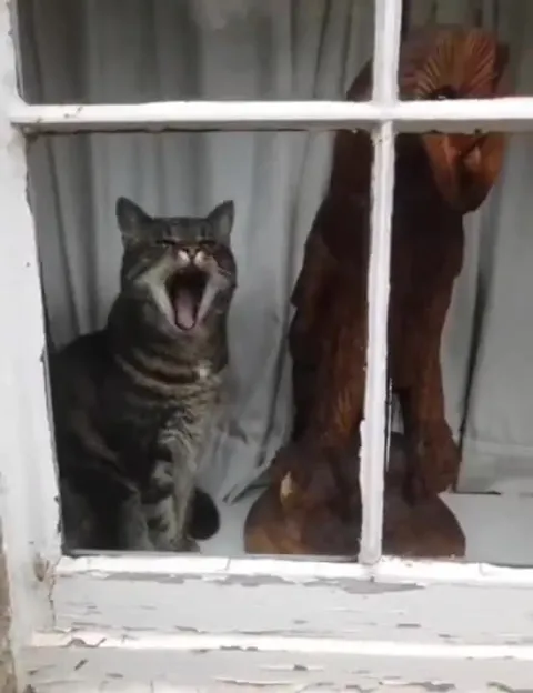 Кот поёт за окном