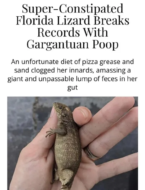 Super-Constipated Florida Lizard