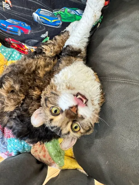 Перевёрнутый удивлённый кот