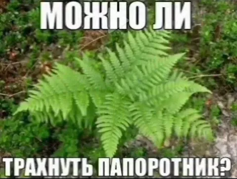 Можно ли трахнуть папоротника