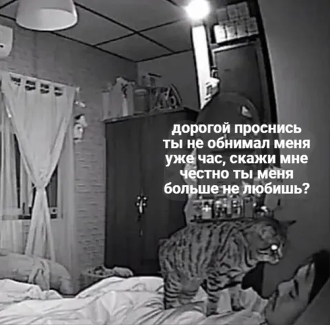 Кот требует честного ответа