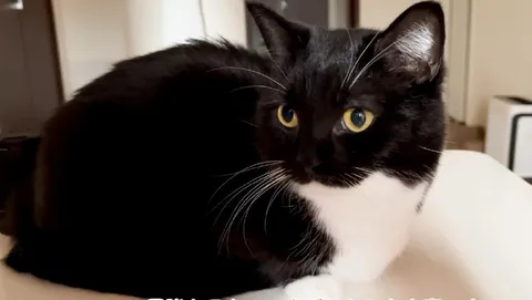 Кот с серьёзным взглядом