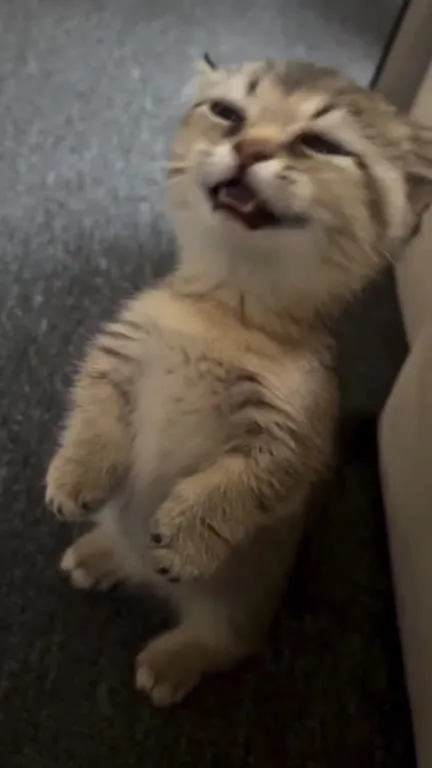 Котёнок смешно мяукает