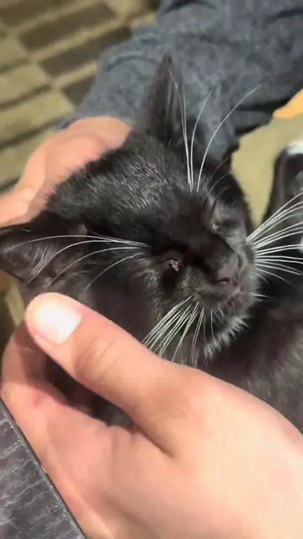 Кот тает от ласки