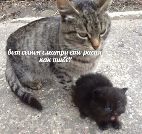 Вот сынок, сматри ето расия