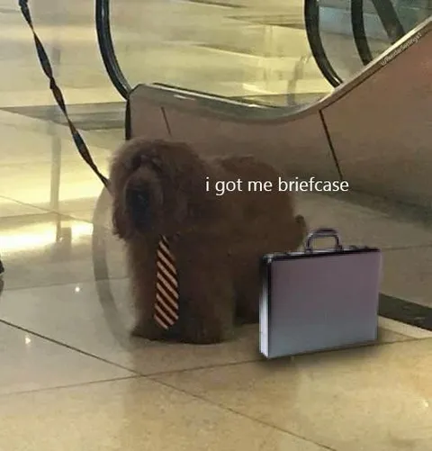 Capybara Goes to Work
