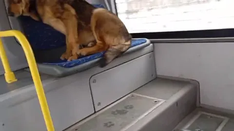 Собака поехала по делам