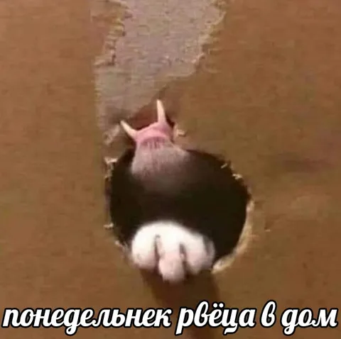 Понедельник рвётся в дом