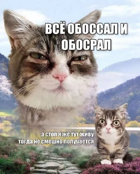 Кот всё обоссал и обосрал